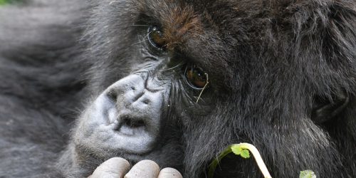 Ruanda Reisen mit Gorilla-Trekking