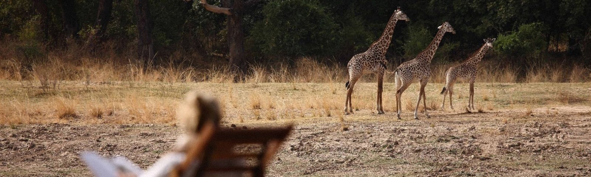 Sambia Safaris & Traumurlaub in einer Lodge